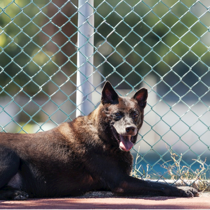 新北市板橋區公立動物之家,編號:44138, 混種犬          
