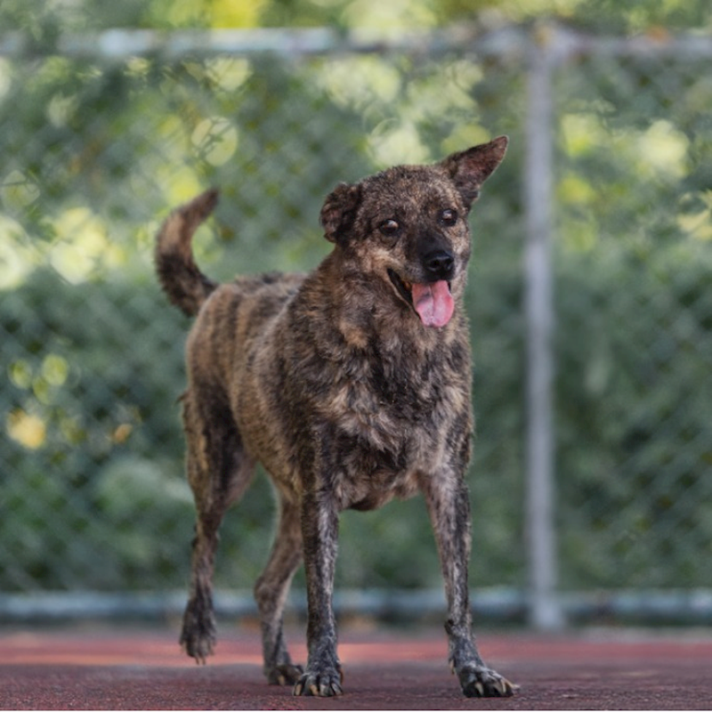 新北市板橋區公立動物之家,編號:155798, 混種犬          