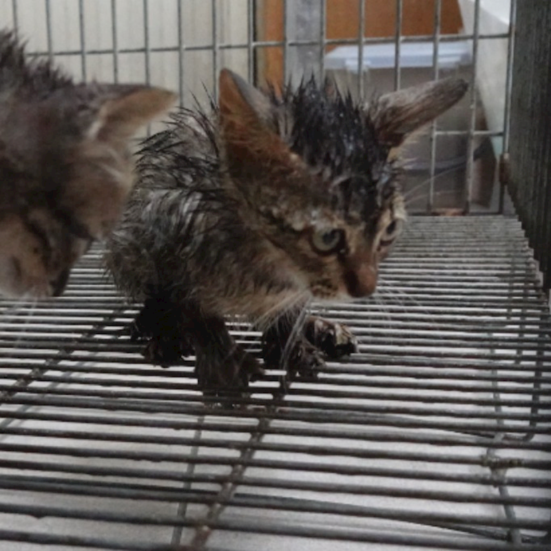 臺南市動物之家灣裡站,編號:457724, 混種貓                 