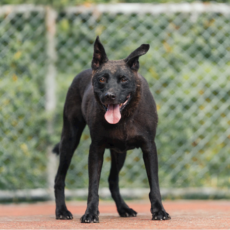新北市板橋區公立動物之家,編號:35472, 混種犬          