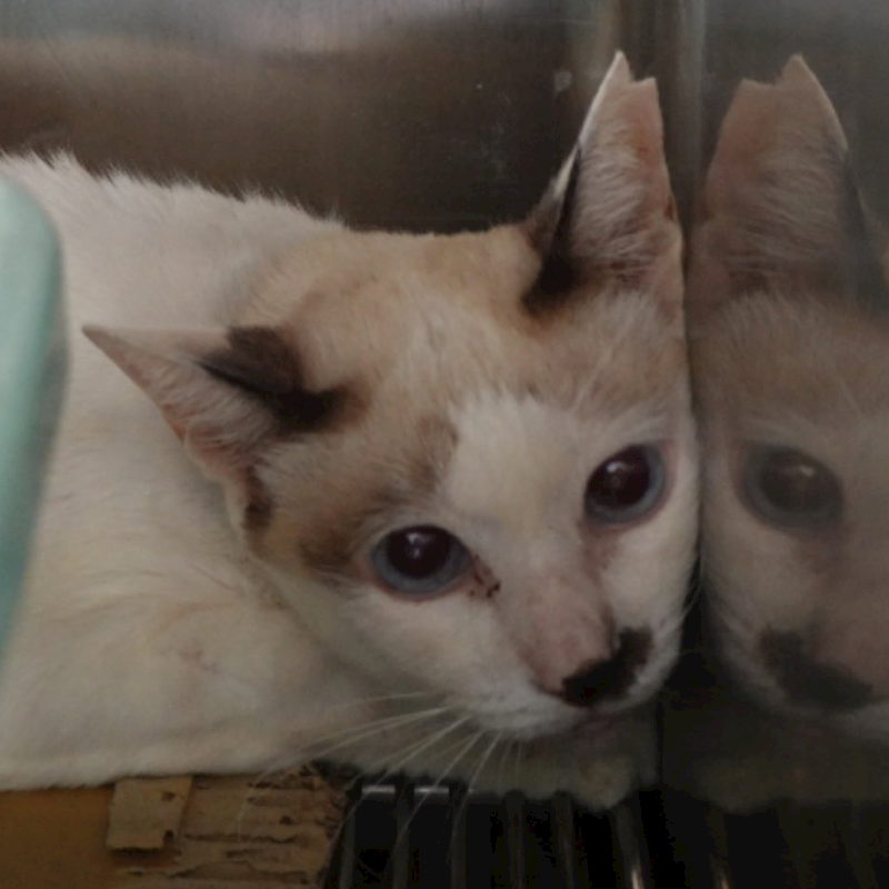 臺南市動物之家灣裡站,編號:452200, 混種貓                 