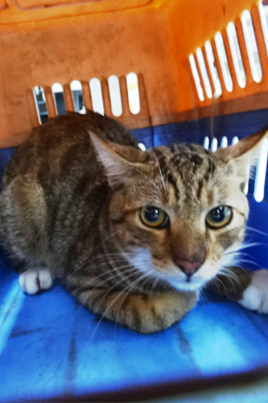 宜蘭縣流浪動物中途之家,編號:460185, 混種貓                 