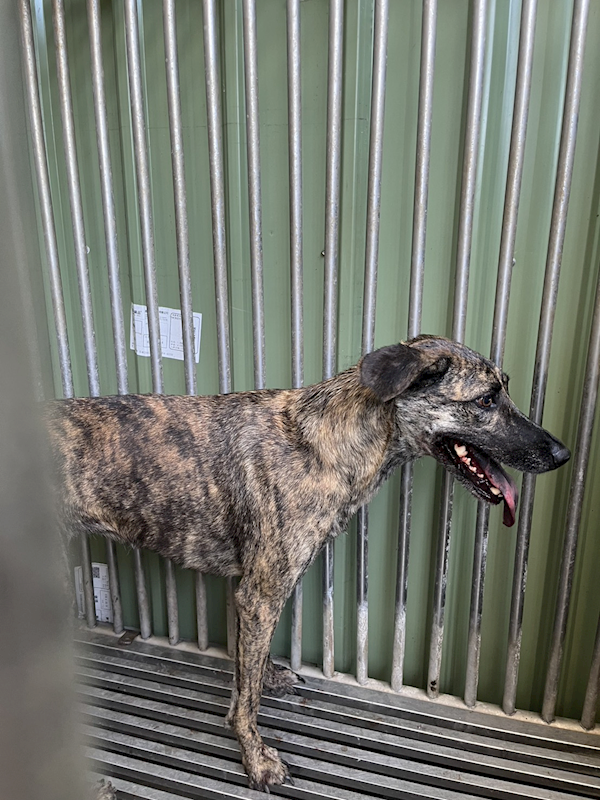 彰化縣流浪狗中途之家臨時收容所,編號:460154, 混種犬          