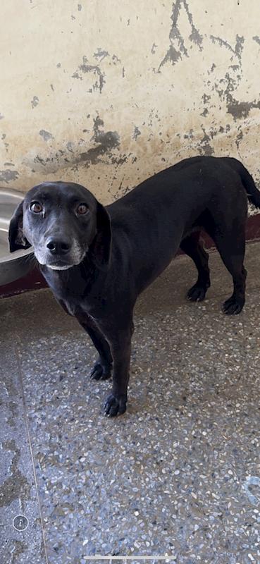 苗栗縣動物保護教育園區,編號:460064, 混種犬          
