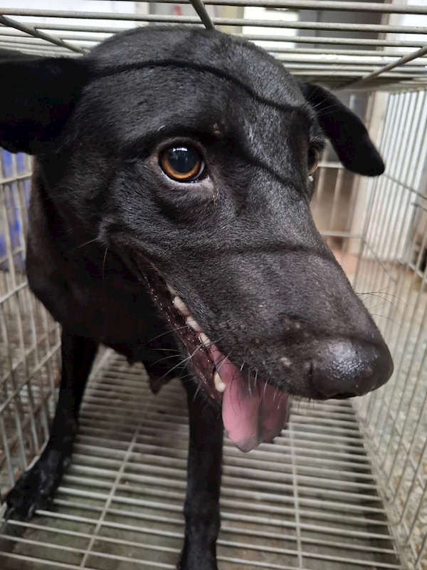 臺南市動物之家善化站,編號:460144, 混種犬          