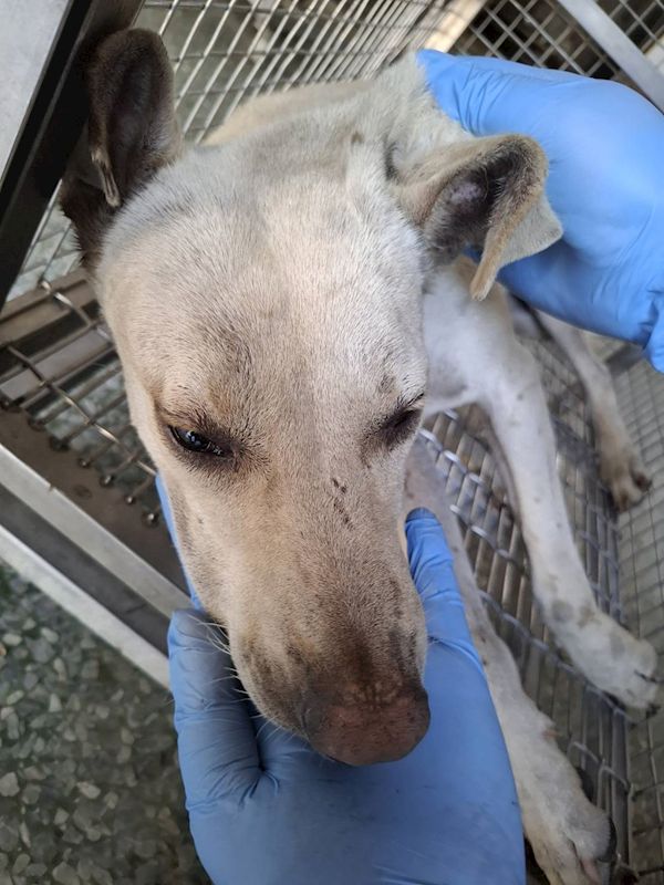 臺南市動物之家善化站,編號:460142, 混種犬          
