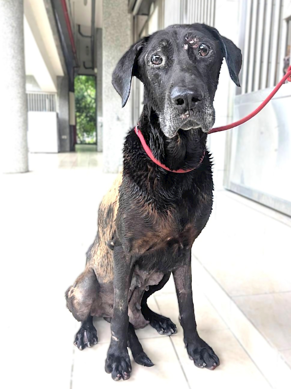 新竹縣動物保護教育園區,編號:459043, 混種犬          