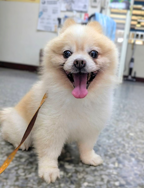 新竹縣動物保護教育園區,編號:459857, 博美犬         