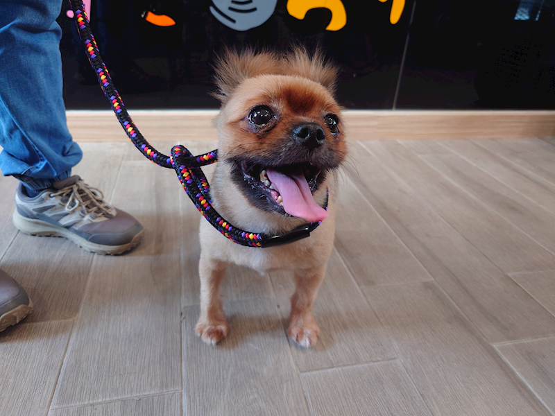 新北市中和區公立動物之家,編號:460046, 博美犬         