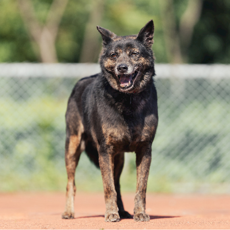 新北市板橋區公立動物之家,編號:35431, 混種犬          