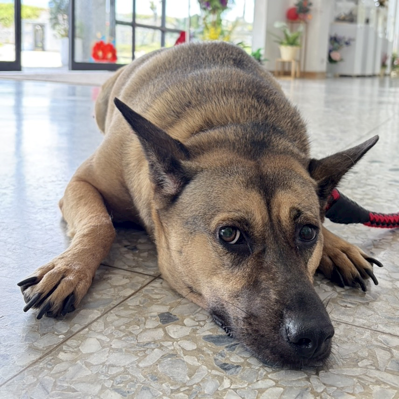 花蓮縣狗貓躍動園區,編號:460075, 混種犬          