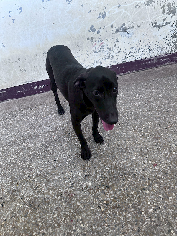 苗栗縣動物保護教育園區,編號:460072, 混種犬          