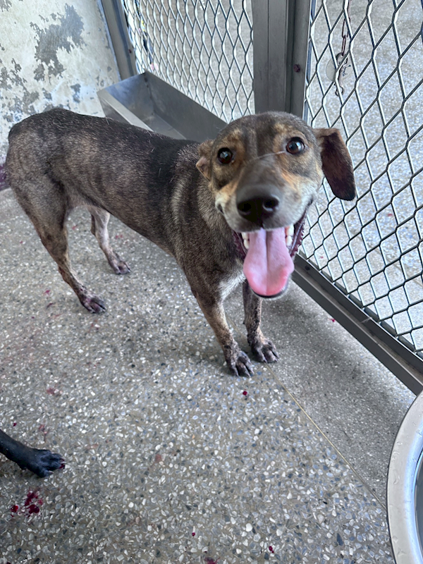 苗栗縣動物保護教育園區,編號:460070, 混種犬          