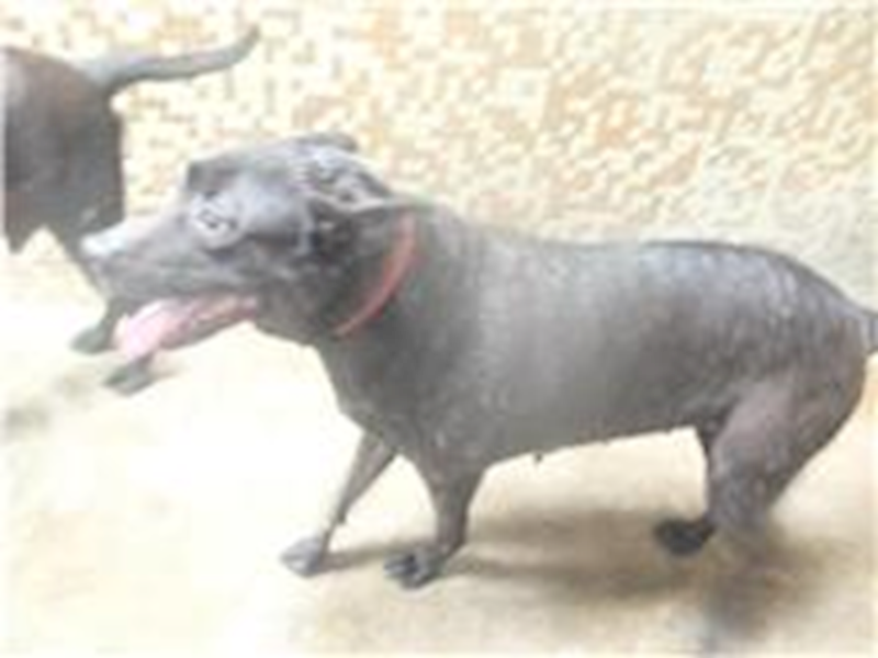 新北市板橋區公立動物之家,編號:204538, 混種犬          