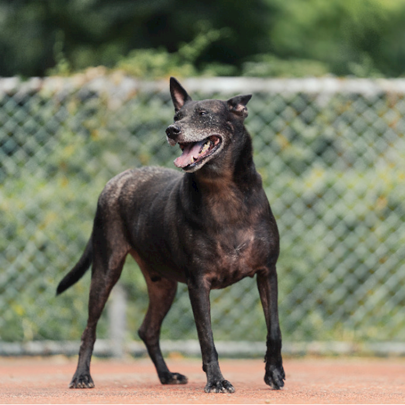 新北市板橋區公立動物之家,編號:220001, 混種犬          
