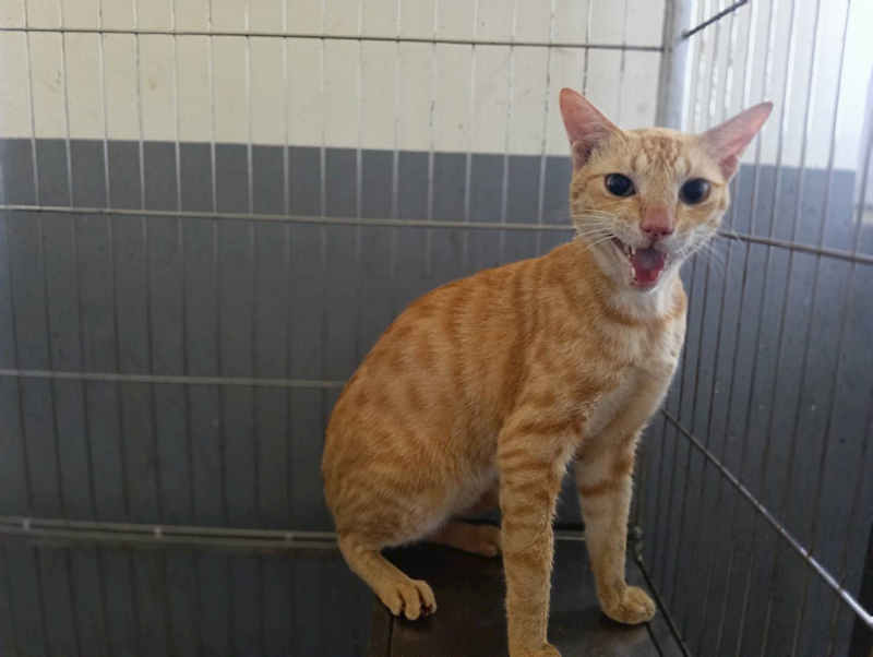 新竹市動物保護教育園區,編號:460063, 混種貓                 