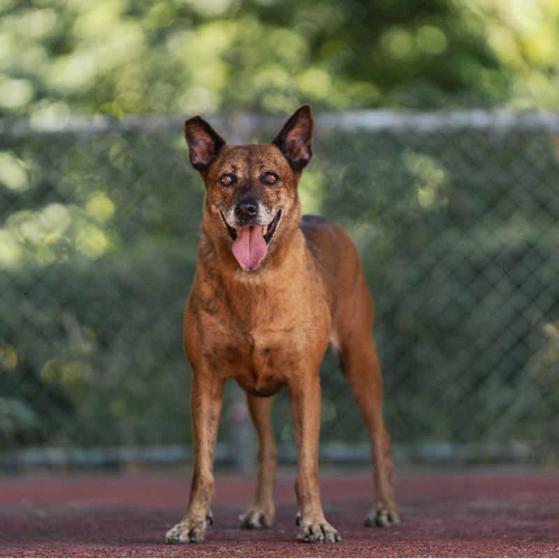新北市板橋區公立動物之家,編號:273744, 混種犬          