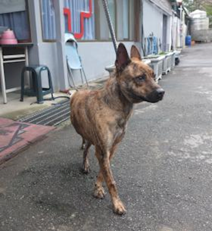 新北市板橋區公立動物之家,編號:371659, 混種犬          