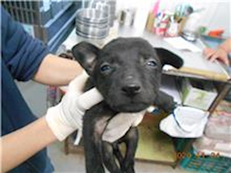 桃園市動物保護教育園區,編號:185732, 混種犬          