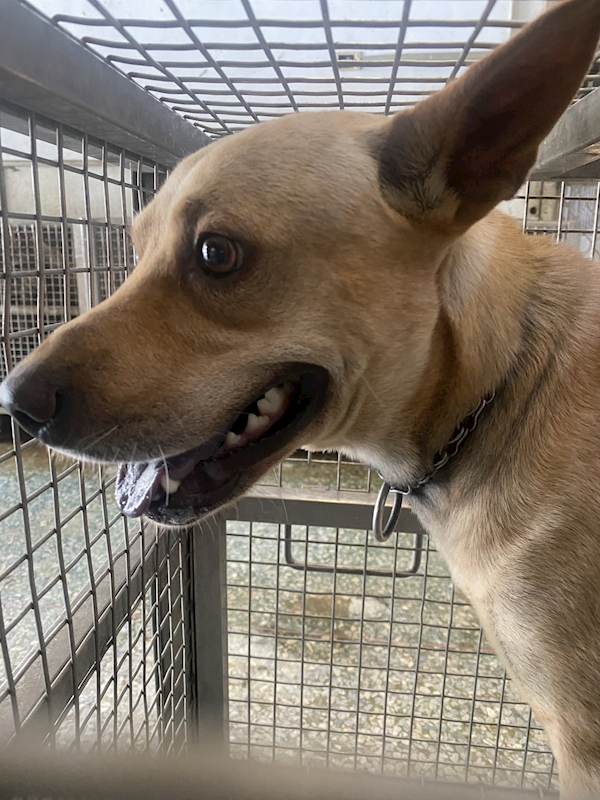 臺南市動物之家善化站,編號:460037, 混種犬          