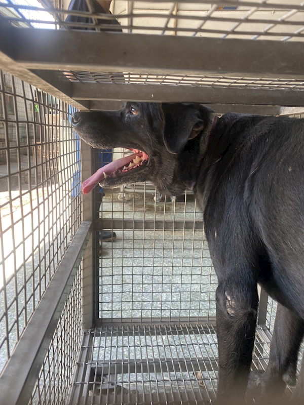 臺南市動物之家善化站,編號:460036, 混種犬          