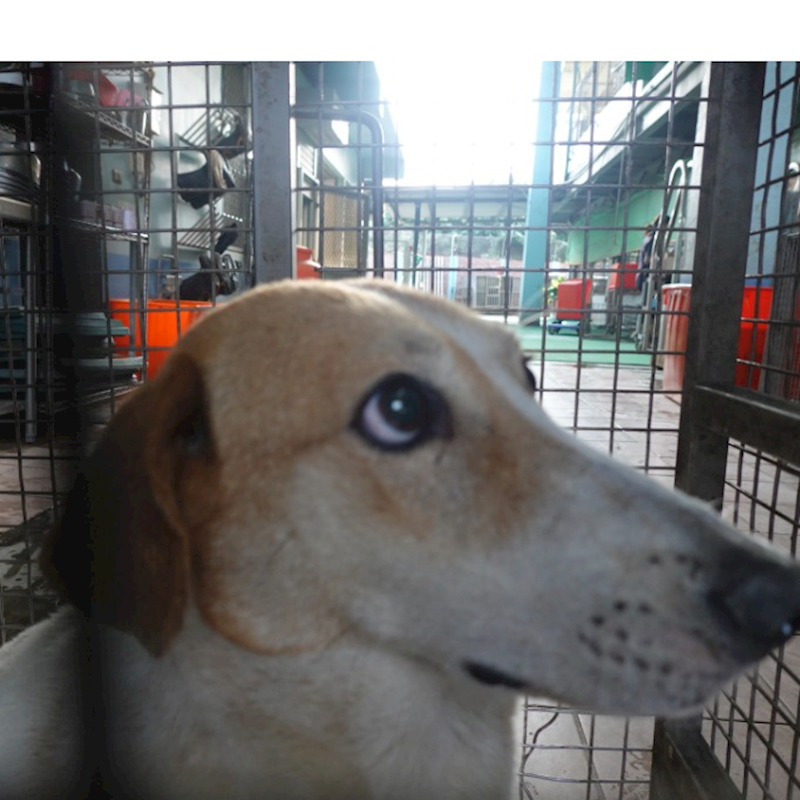 臺南市動物之家灣裡站,編號:451177, 混種犬          