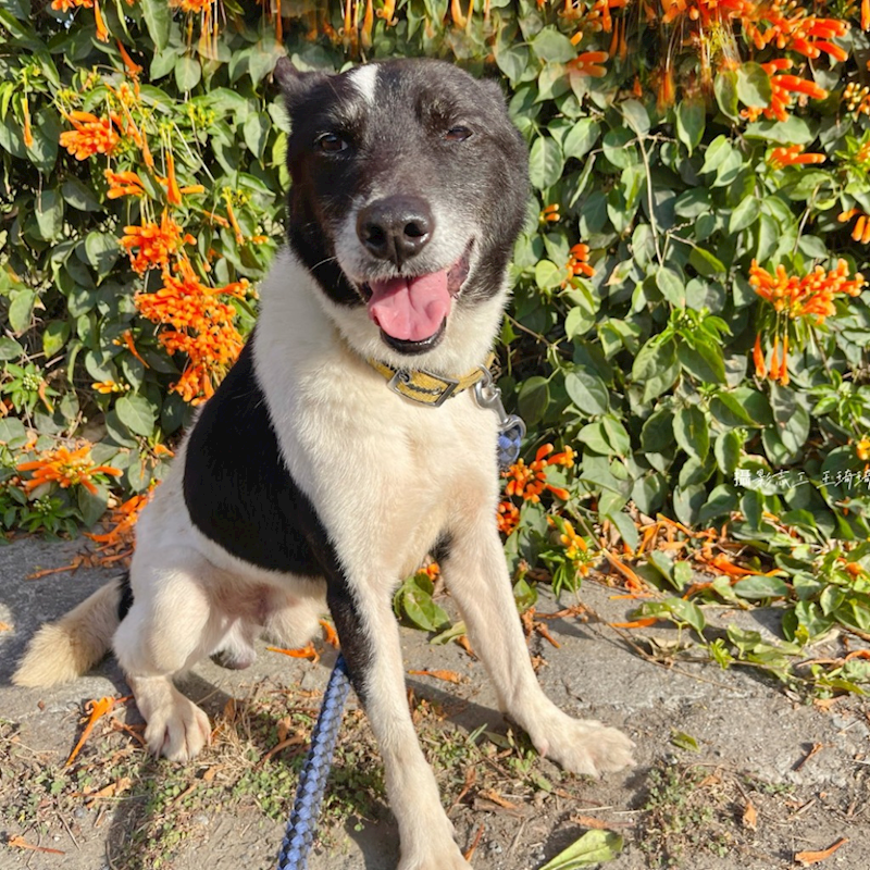 臺南市動物之家灣裡站,編號:423980, 混種犬          