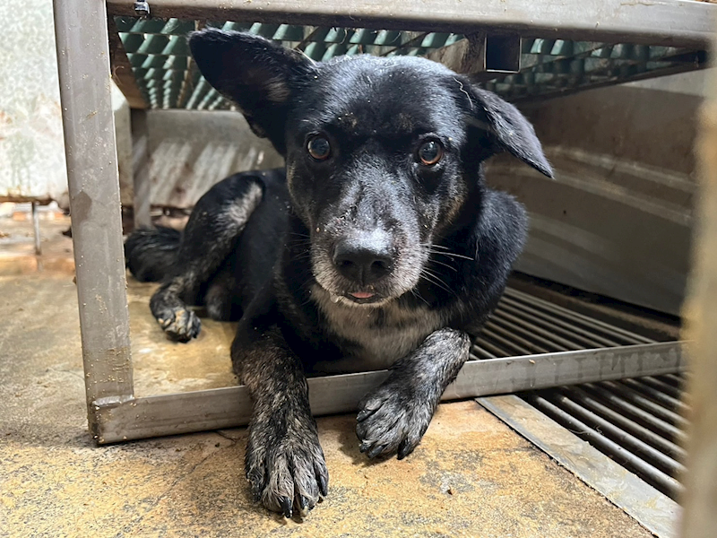 彰化縣流浪狗中途之家臨時收容所,編號:373852, 混種犬          