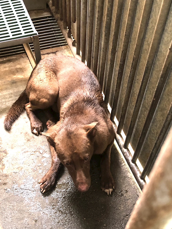 彰化縣流浪狗中途之家臨時收容所,編號:378293, 混種犬          