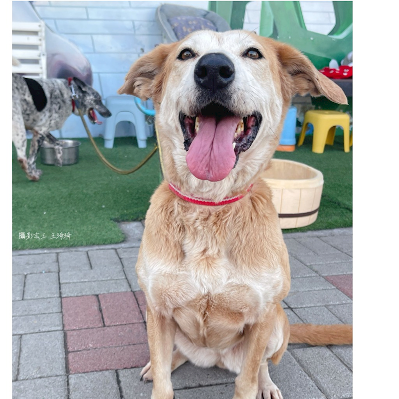 臺南市動物之家灣裡站,編號:330024, 混種犬          