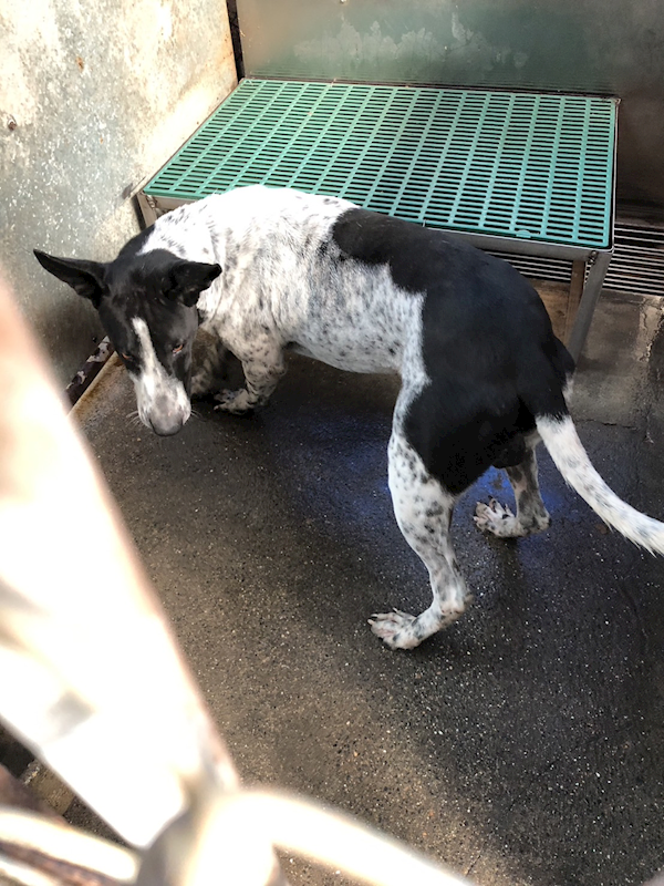 彰化縣流浪狗中途之家臨時收容所,編號:390013, 混種犬          