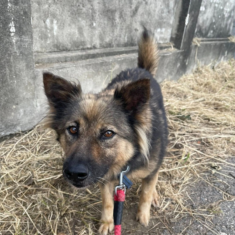 臺南市動物之家灣裡站,編號:435906, 混種犬          