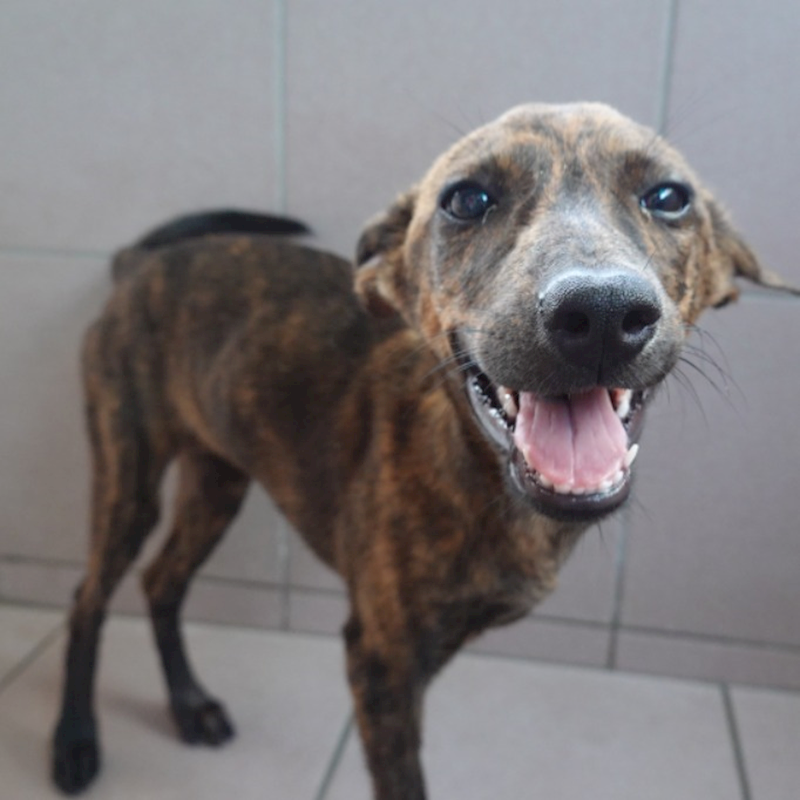 臺南市動物之家灣裡站,編號:446562, 混種犬          