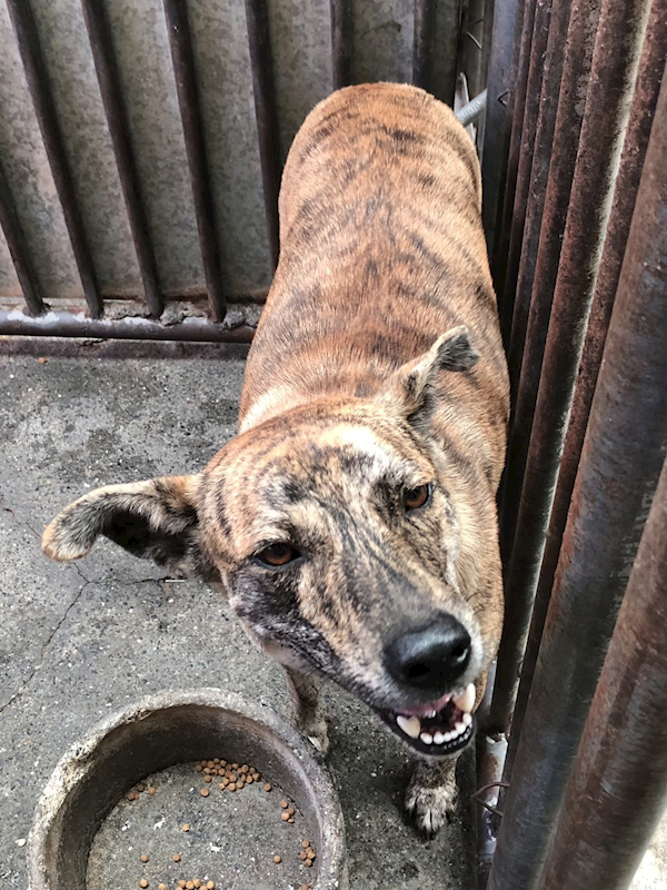 彰化縣流浪狗中途之家臨時收容所,編號:380123, 混種犬          