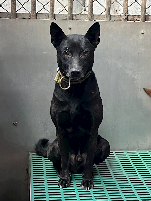 彰化縣流浪狗中途之家臨時收容所,編號:394151, 混種犬          