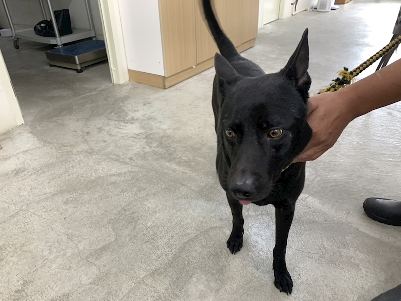 臺北市動物之家,編號:409661, 混種犬          