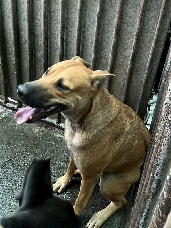 彰化縣流浪狗中途之家臨時收容所,編號:417312, 混種犬          