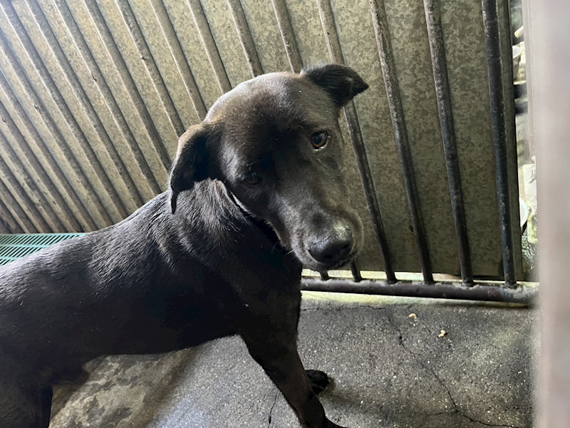 彰化縣流浪狗中途之家臨時收容所,編號:429761, 混種犬          