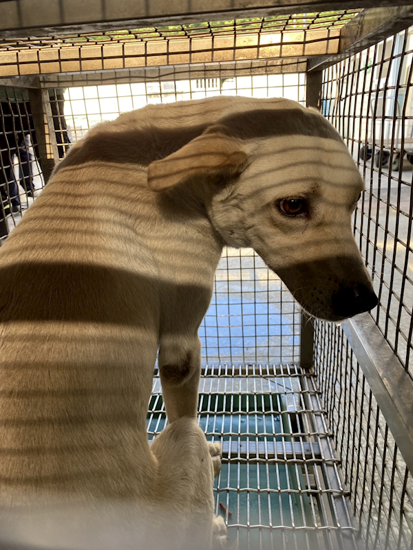 臺南市動物之家善化站,編號:460344, 混種犬          