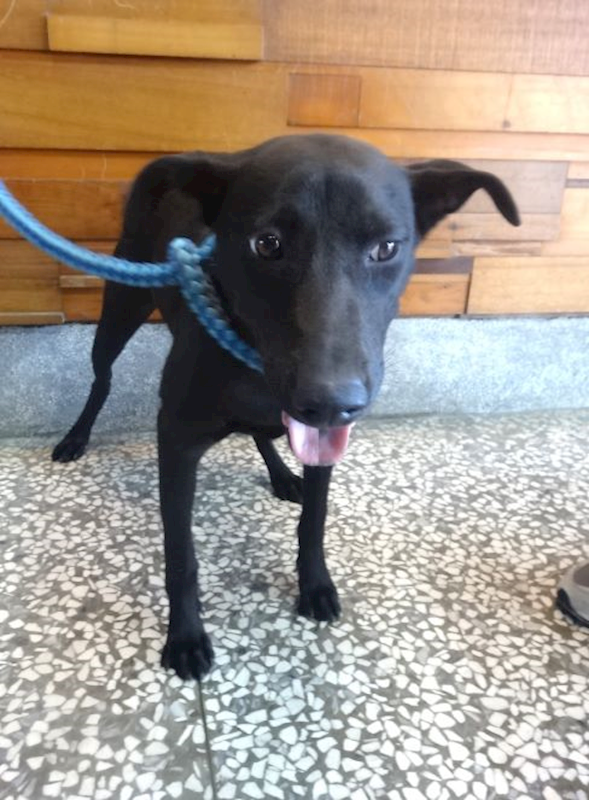 宜蘭縣流浪動物中途之家,編號:460337, 混種犬          