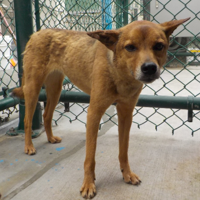 南投縣公立動物收容所,編號:48822, 混種犬          