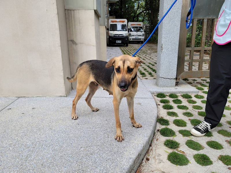 新竹市動物保護教育園區,編號:352465, 混種犬          