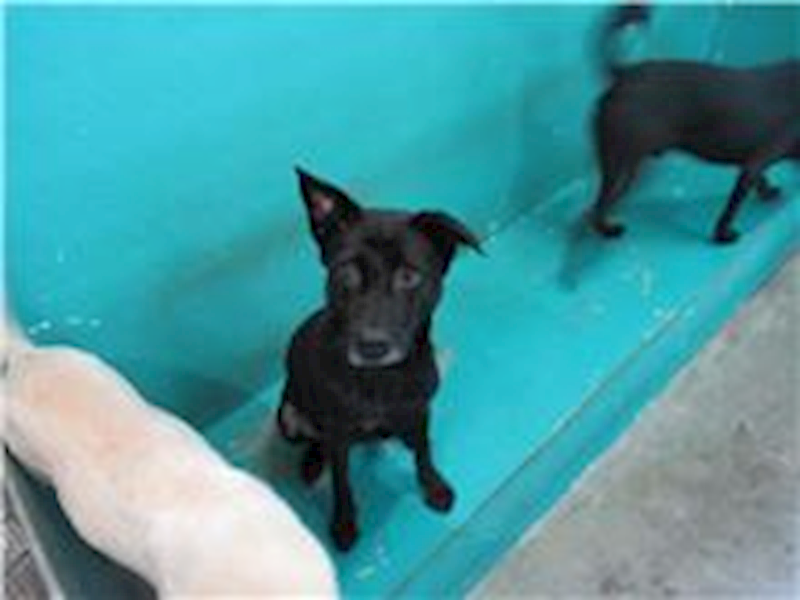 新竹市動物保護教育園區,編號:29241, 混種犬          