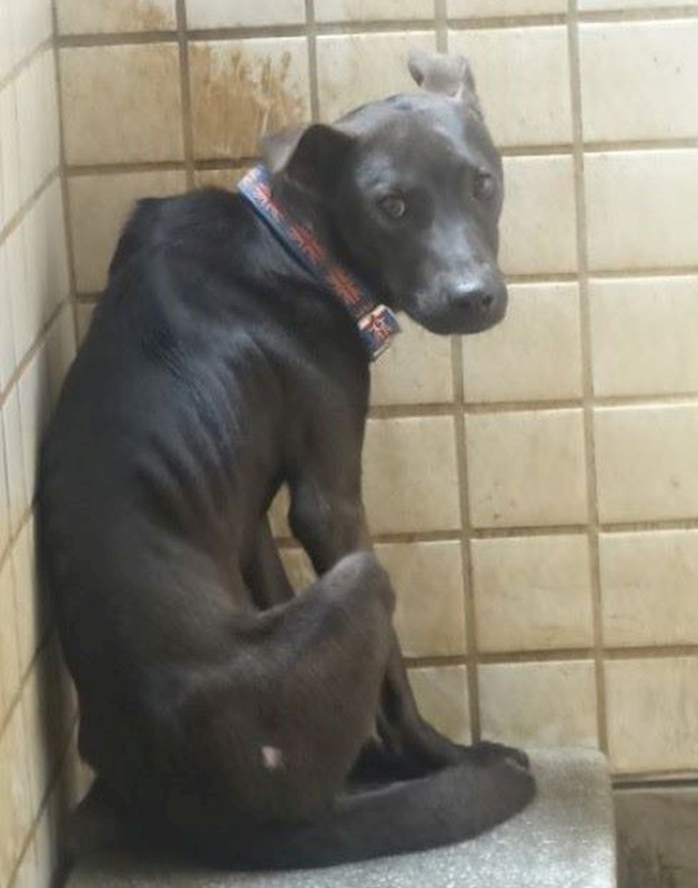 宜蘭縣流浪動物中途之家,編號:460320, 混種犬          