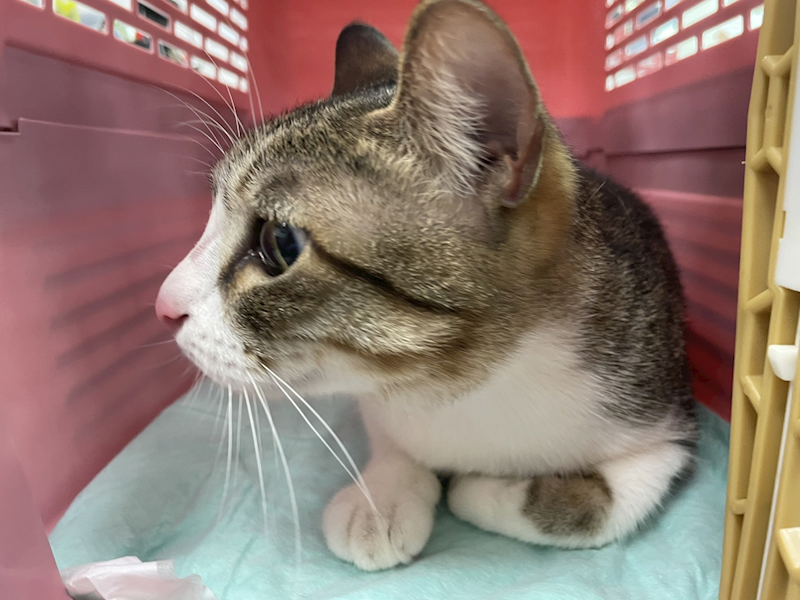 新北市板橋區公立動物之家,編號:454130, 混種貓                 