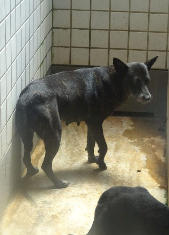 宜蘭縣流浪動物中途之家,編號:460318, 混種犬          