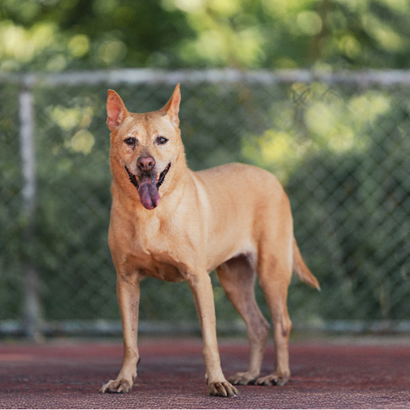 新北市板橋區公立動物之家,編號:35372, 混種犬          