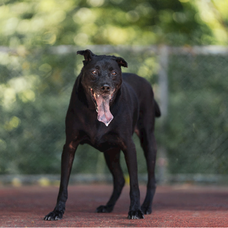新北市板橋區公立動物之家,編號:195822, 混種犬          