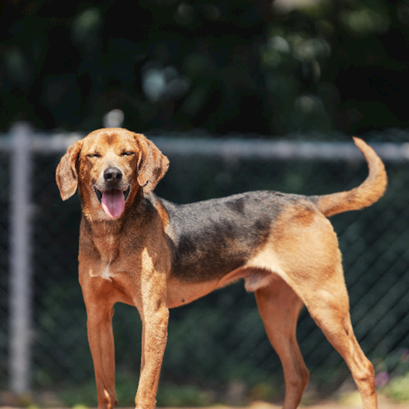 新北市板橋區公立動物之家,編號:449682, 混種犬          