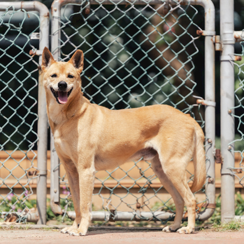 新北市板橋區公立動物之家,編號:47929, 混種犬          